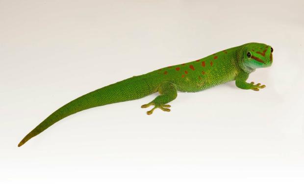 Madagascan Giant Day Gecko Madagascan Giant Day Gecko